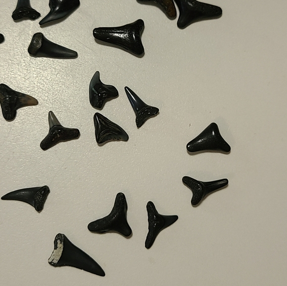 Fossilized Shaeks Teeth 25 - Picture 3 of 6